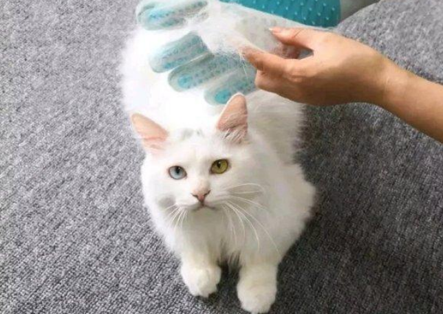 猫咪掉毛因为什么