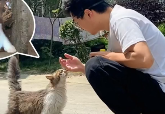 和猫住领养要钱吗.png 和猫住领养要钱吗.png