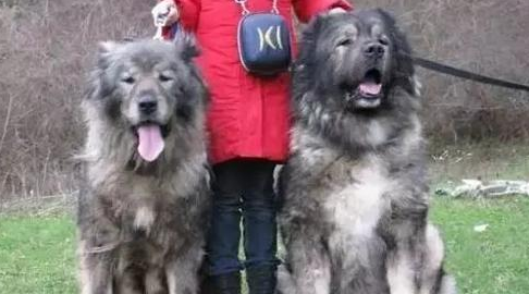提高高加索犬注意力的方法,你get了吗? 提高高加索犬注意力的方法,你get了吗?