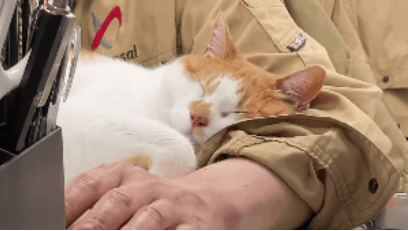 一只七岁的猫课长被逮捕，原因竟是长期要求员工加班......