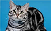 猫饭一个星期给猫吃几次