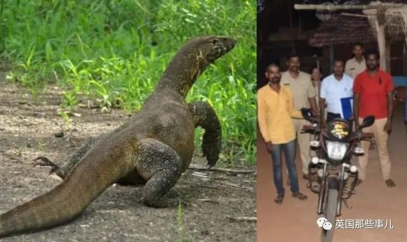 震惊！印度4男子擅闯老虎保护区，性侵孟加拉巨蜥，还拍下现场视频！？