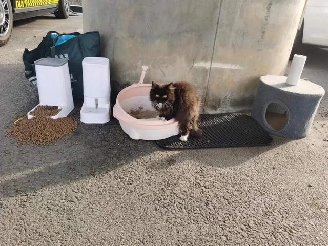 万物有灵：小猫被丢路边，痴痴等候主人回，网友：猫太傻！