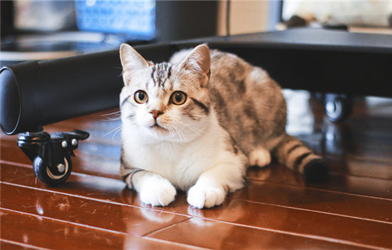母猫闹猫什么表现 母猫闹猫什么表现