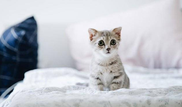 猫烦躁不安一直叫是属于什么症状
