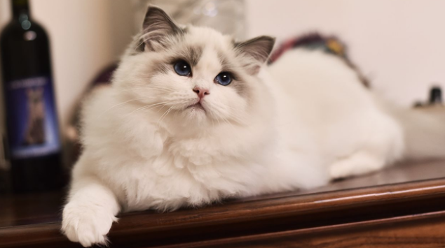 家里的宠物猫掉毛怎么办 家里的宠物猫掉毛怎么办