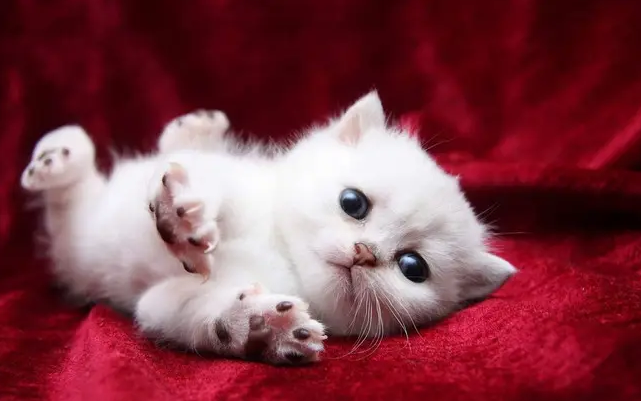 小猫几个月会自己舔毛 小猫几个月会自己舔毛
