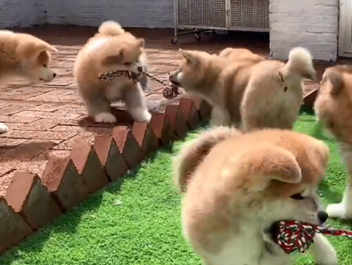九子秋田犬舍怎么样.png 九子秋田犬舍怎么样.png
