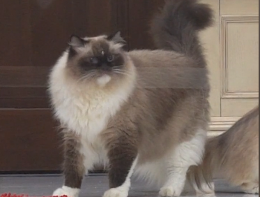 邓峰萌萌摔肿了家的猫多少钱.png