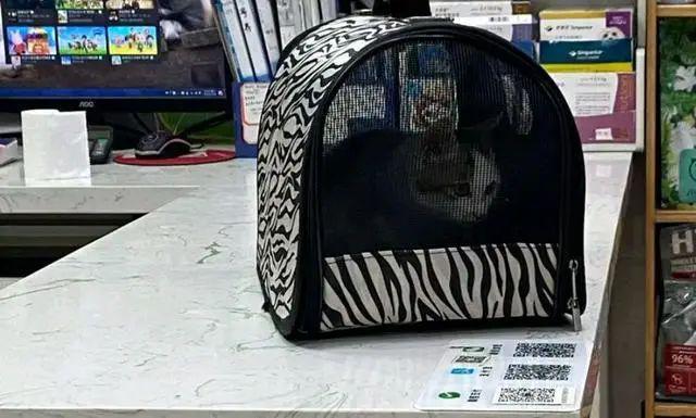 小猫被女孩偷偷诱拐回家,3天后猫妈找上门讨要,骂骂咧咧超凶 小猫被女孩偷偷诱拐回家,3天后猫妈找上门讨要,骂骂咧咧超凶