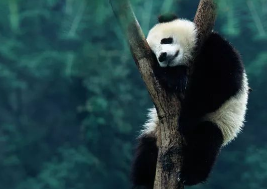 西媒述评：中国保护大熊猫做得非常出色
