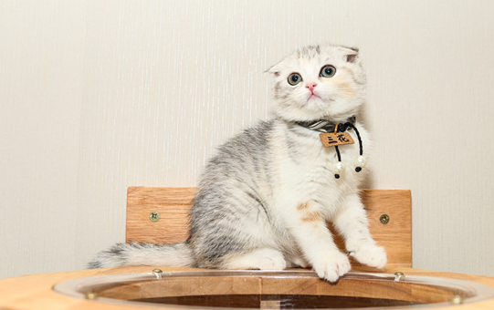 猫咪利尿吃什么药好 猫咪利尿吃什么药好
