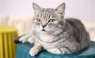猫一年相当于人的几岁