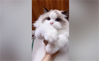 景维布偶猫多少钱一只