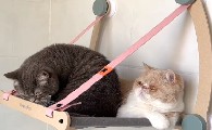 花大王的三只猫主人是谁