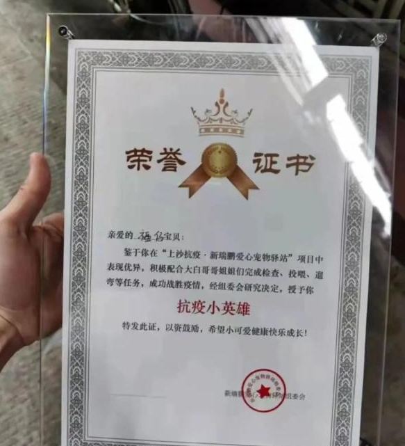 疫情之下，宠物该如何生存