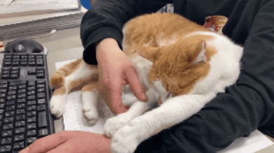 一只七岁的猫课长被逮捕，原因竟是长期要求员工加班......