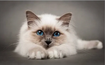 猫怎么判断是尿路感染吃啥药 猫怎么判断是尿路感染吃啥药