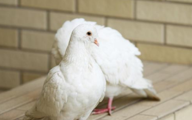鸽子冬天下蛋室外能孵化吗