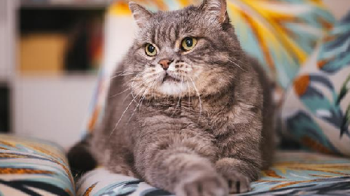 猫传腹是什么原因造成的.png