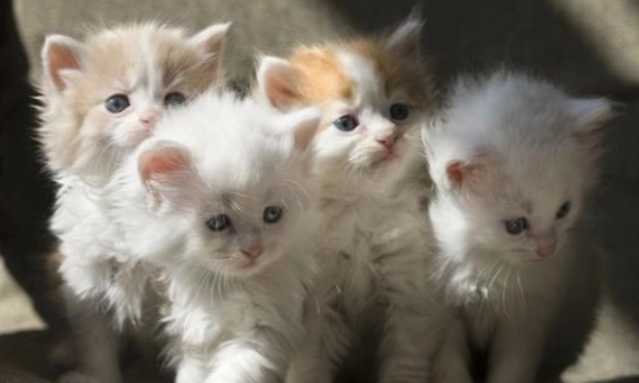 小猫出生几天可以看出公母