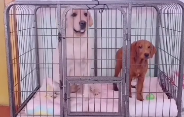 萌宠拉布拉多会什么