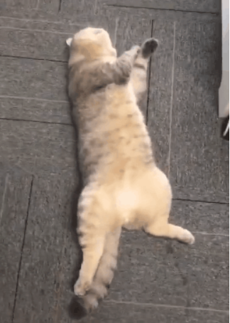 一只七岁的猫课长被逮捕，原因竟是长期要求员工加班......