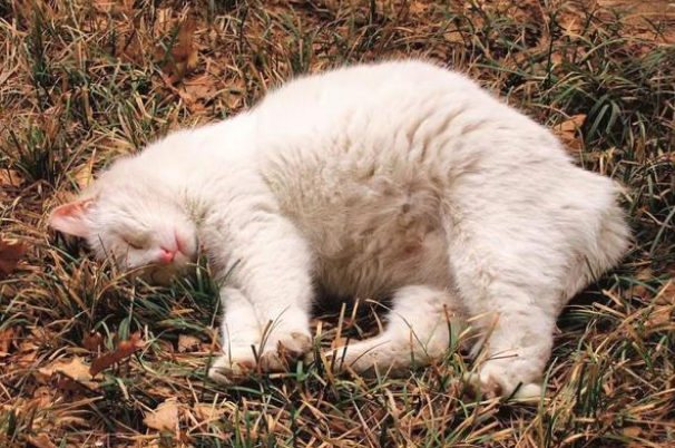 猫预产期是从配种当天算吗 猫预产期是从配种当天算吗