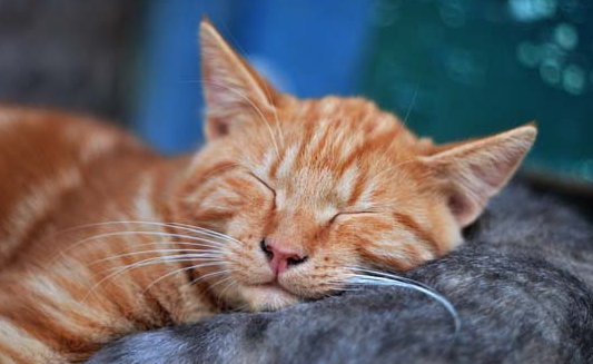 猫咪一直到处撒尿怎么办