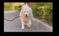 白泽是只大白熊主人是谁