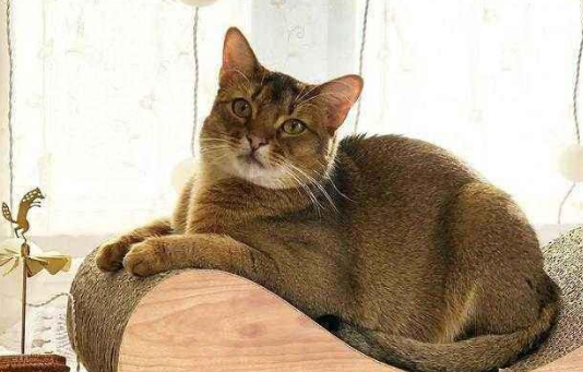 猫想尿但尿不出来证明膀胱憋尿了吗