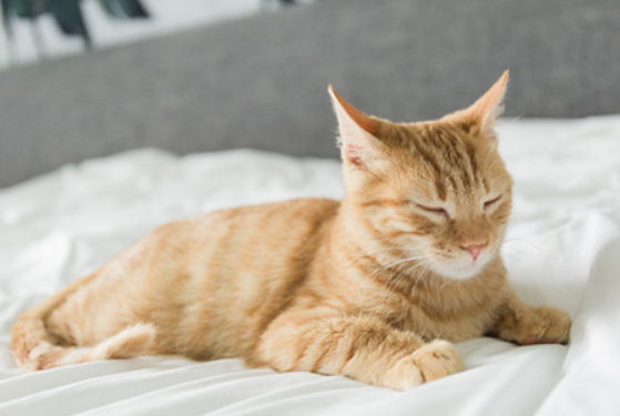 猫咪肉垫长了个刺一样的东西 猫咪肉垫长了个刺一样的东西