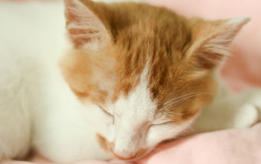 用水泡猫粮怎么辨别好不好 用水泡猫粮怎么辨别好不好