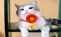 江湖有大头是什么品种的猫