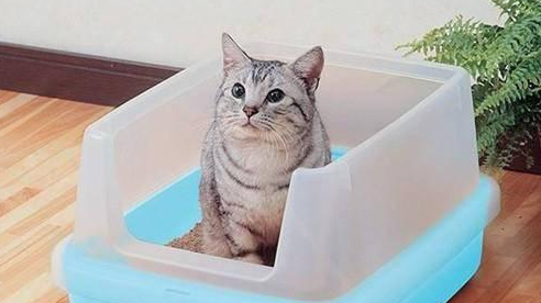 猫咪不拉大便怎么回事