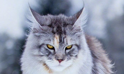 缅因猫能长多大?在这里,可以找到答案 缅因猫能长多大?在这里,可以找到答案
