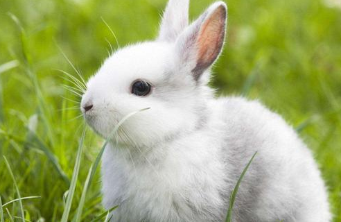 兔子多大可以吃新鲜蔬菜