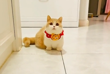 百变小喵小甜是什么猫.png 百变小喵小甜是什么猫.png