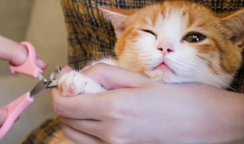 猫咪的指甲怎么剪抓人才不会疼