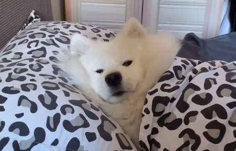 蕉太狼爱睡懒觉会什么.png