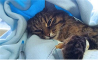 猫拉绿色的稀便怎么回事