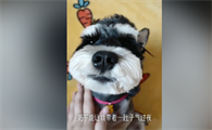 雪纳瑞~开心果果吃的什么