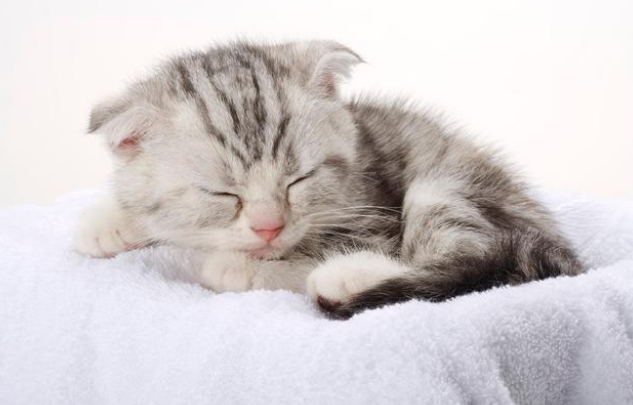 猫猫眼角发红是为什么,猫咪眼角红肿怎么办 猫猫眼角发红是为什么,猫咪眼角红肿怎么办
