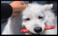 萨摩耶肉肉要火腿肠
