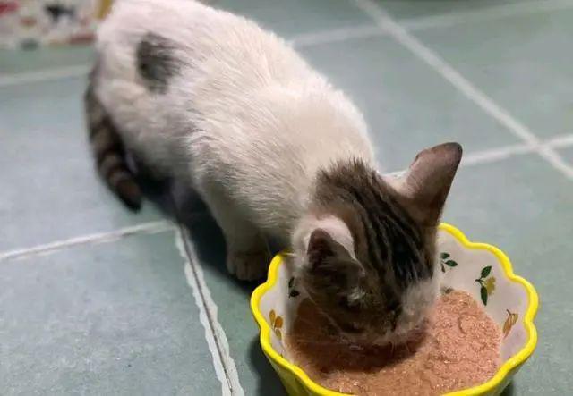 小猫被女孩偷偷诱拐回家,3天后猫妈找上门讨要,骂骂咧咧超凶 小猫被女孩偷偷诱拐回家,3天后猫妈找上门讨要,骂骂咧咧超凶