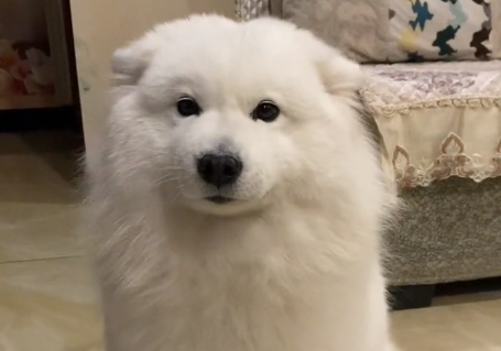 蕉太狼爱睡懒觉是什么狗.png 蕉太狼爱睡懒觉是什么狗.png