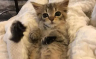 小猫后腿畸形可以恢复吗