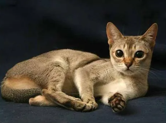 训练新加坡猫的注意事项,快来get一下 训练新加坡猫的注意事项,快来get一下