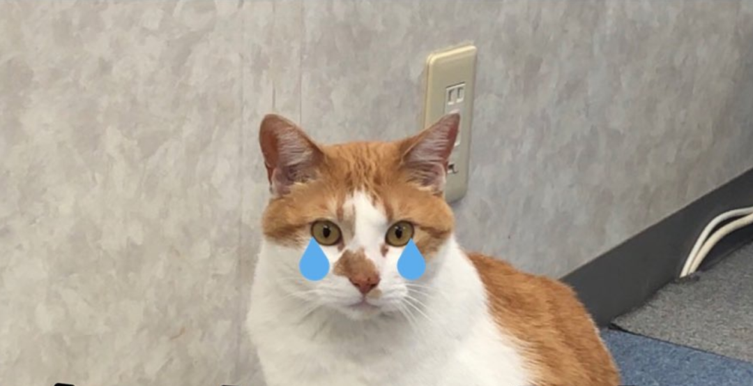 一只七岁的猫课长被逮捕，原因竟是长期要求员工加班......