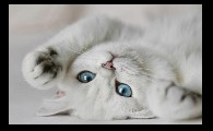 小猫多大可以做绝育